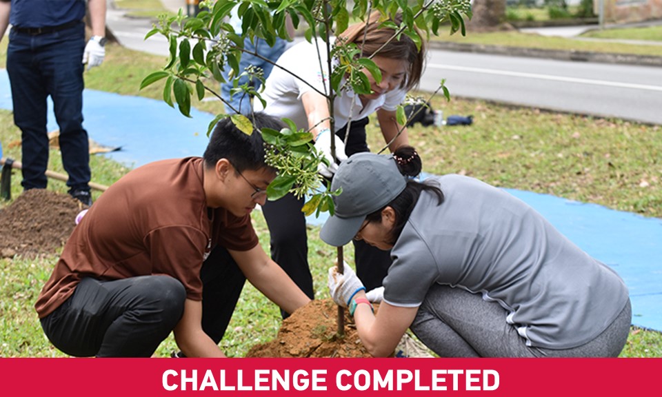 Tree planting